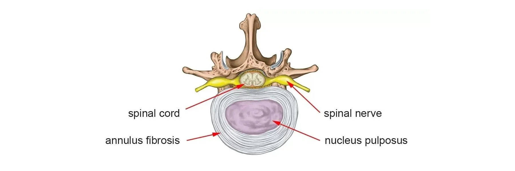 An animated cross section of spine showing disc, spinal cord, annulus fibrosus etc.