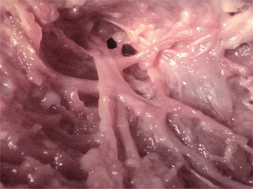Close-up of a pelvic kidney showing its internal structure and texture.