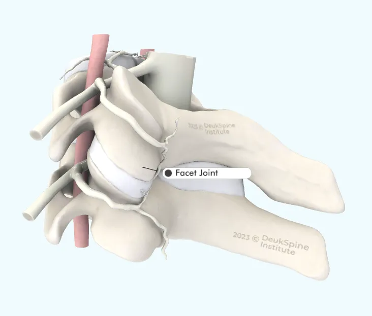 Illustration of the spine highlighting a facet joint with labeled parts.