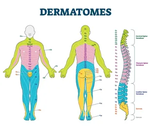Chart of dermatome regions