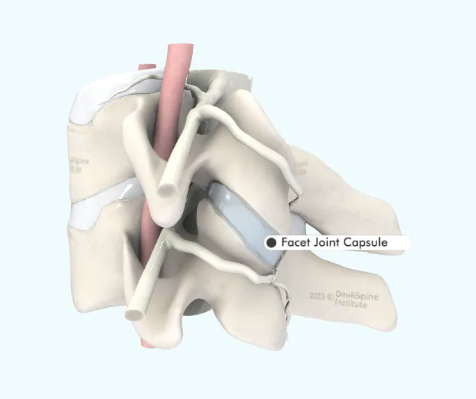 Illustration of a vertebra and facet joint capsule, highlighting spinal anatomy.