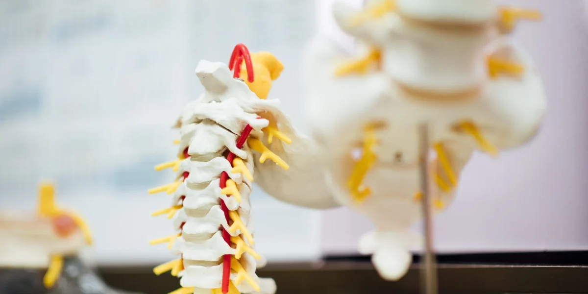 Close-up of a detailed spinal model with nerves and vertebrae in focus.