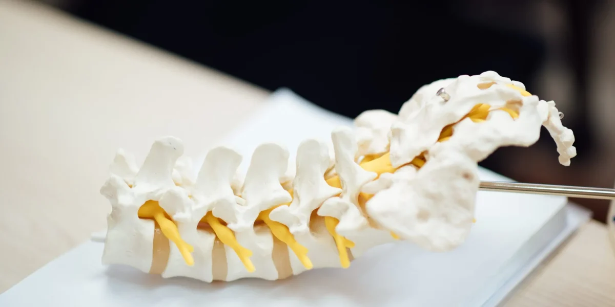 Close-up of a spinal model with yellow discs on a desk.